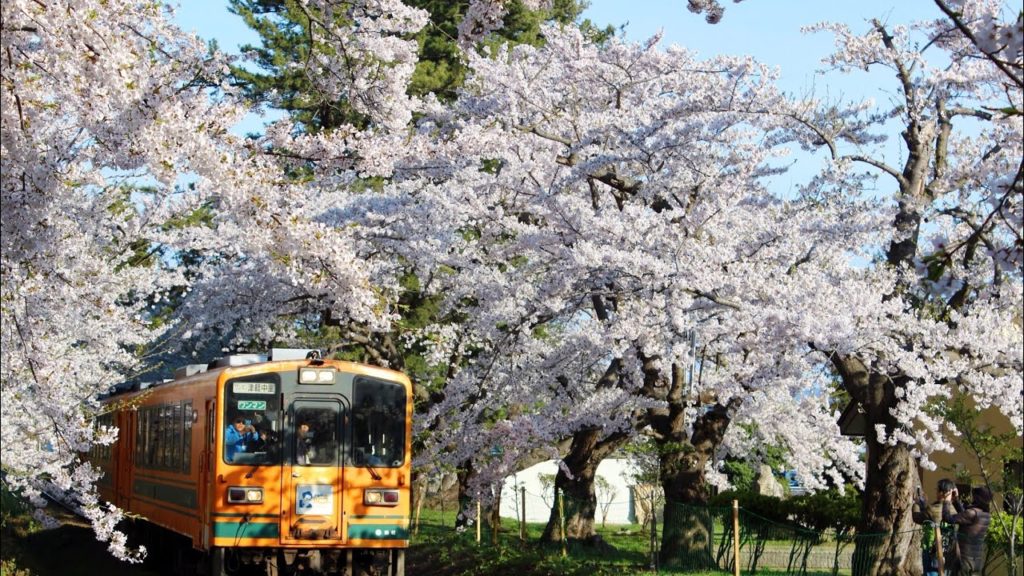 SAKURA - ASHINO PARK, AOMORI