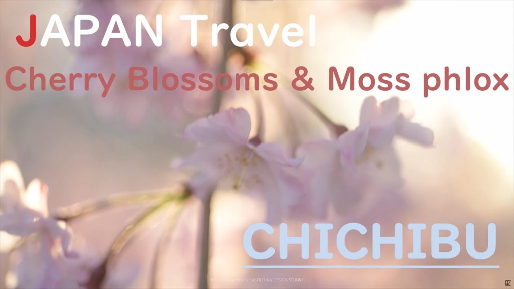 【Japan travel】Guide in CHICHIBU of Spring -秩父観光- 羊山公園 芝桜と桜 春らんまん 2021年【Cherry Blossoms & Moss phlox】