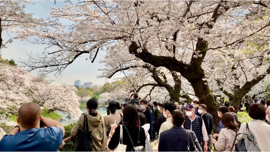 【4K】Tokyo Cherry Blossoms 2021 - Chidori-gabuchi