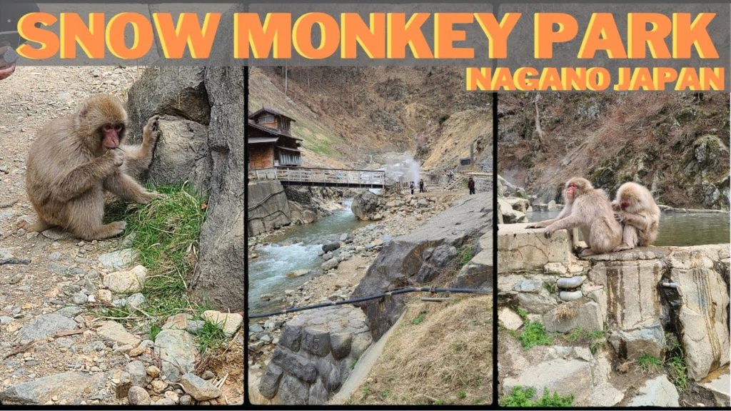 SNOW MONKEY PARK IN APRIL | JIGOKUDANI MONKEY PARK NAGANO