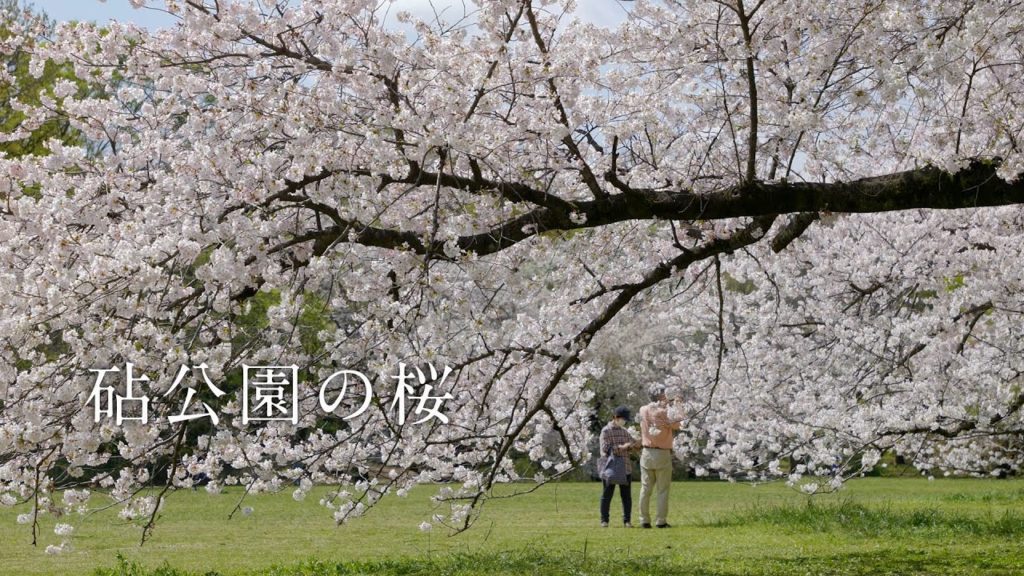 A Day in Tokyo 2021.3.29 | 砧公園の満開の桜 Kinuta Park | Panasonic LUMIX S5