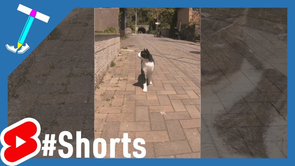 #Shorts A stray cat who is worried about birds #Shorts A stray cat who is worried about birds