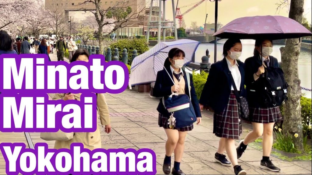 [JAPAN/Yokohama]Minatomirai walking scenery[Cherry Blossoms/rain]