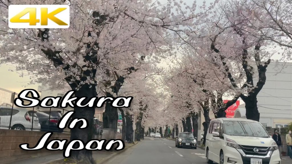 4K | Driving at Sakura Street in Japan | 2021 | Cherry Blossom 4K | Driving at Sakura Street in Japan | 2021 | Cherry Blossom