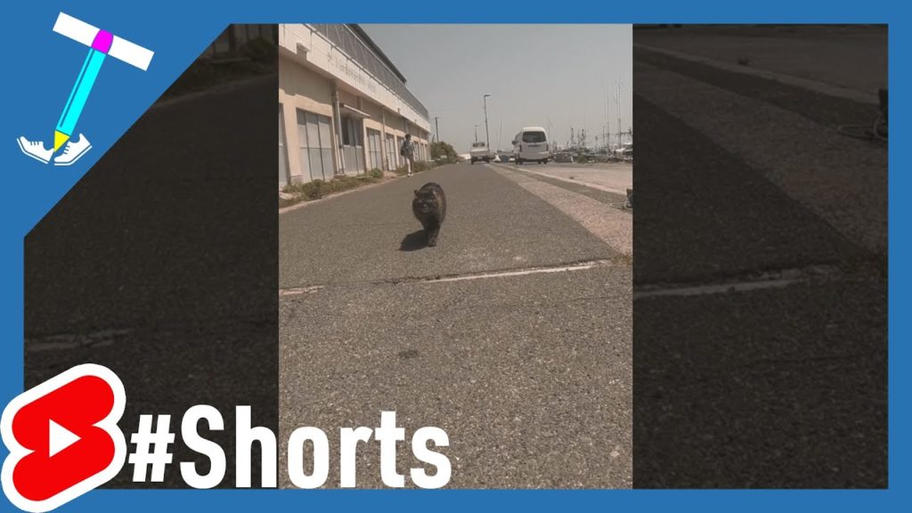#Shorts Hairball (Moffmoff type stray cat) approaching