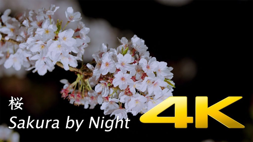 Sakura by Night - Shizuoka - 桜 - 4K