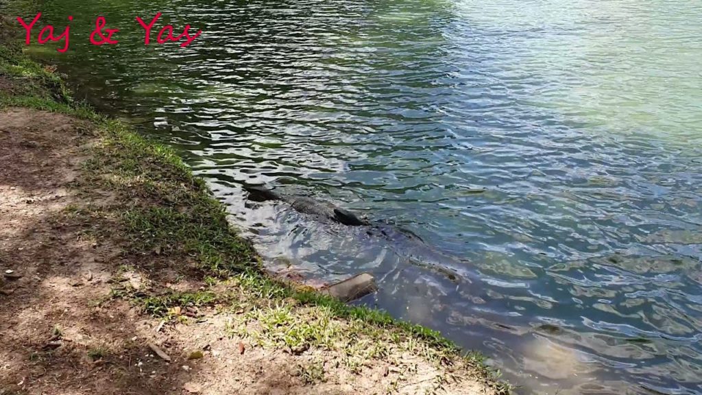 Bangkok Lumphini Park Monitor Lizard Haven || Yaj & Yas || Bangkok Lumphini Park Monitor Lizard Haven || Yaj & Yas ||