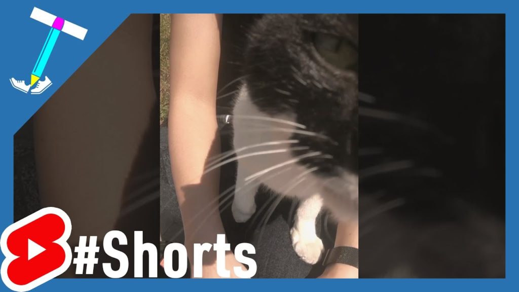 #Shorts GoPro Curious wild feeling 0 stray kitten #Shorts GoPro Curious wild feeling 0 stray kitten
