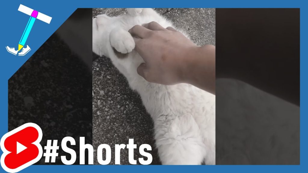 #Shorts No guard Hesoten Mofumofu #Shorts No guard Hesoten Mofumofu