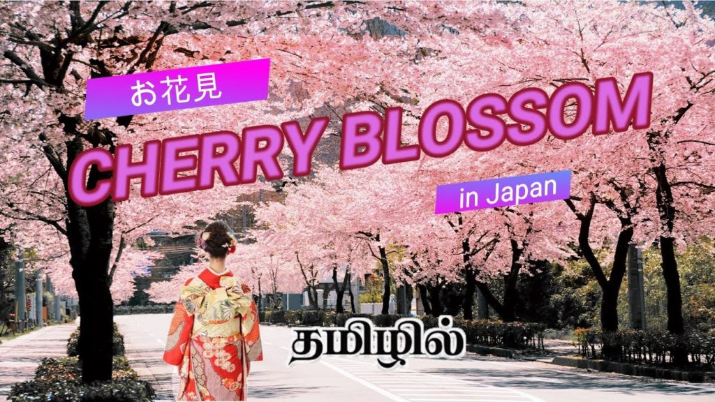 Cherry Blossom in Japan | செர்ரி மலர் | 花見🌸