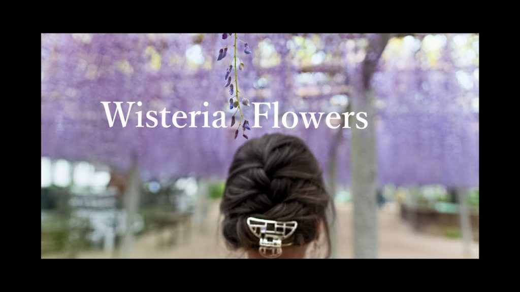 美しすぎる藤の花　名所 / 吉祥寺　Cinematic Vlog