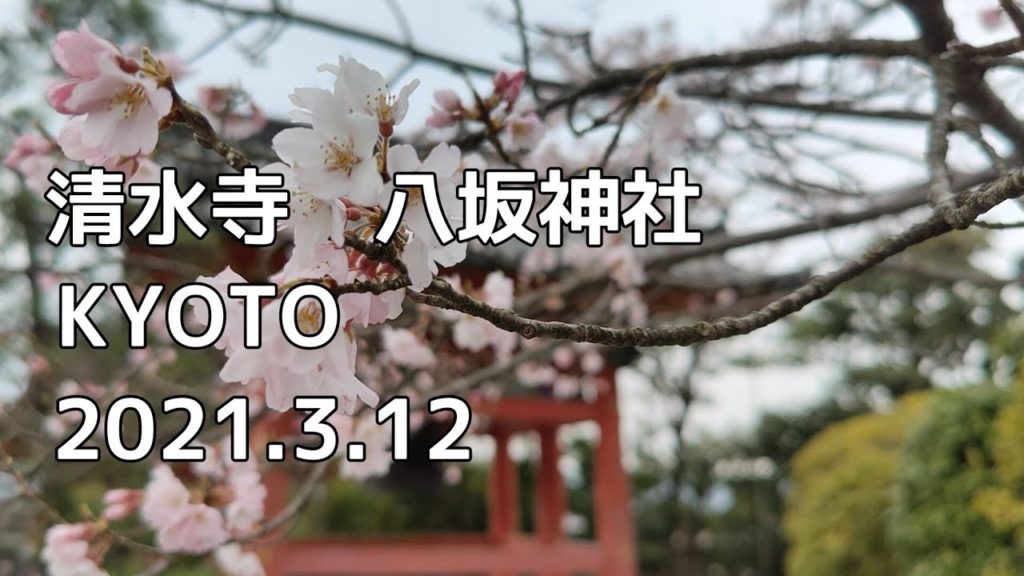 2021  八坂神社と清水寺の桜 開花状況　Cherry blossoms Kyoto　（2021.3.12）