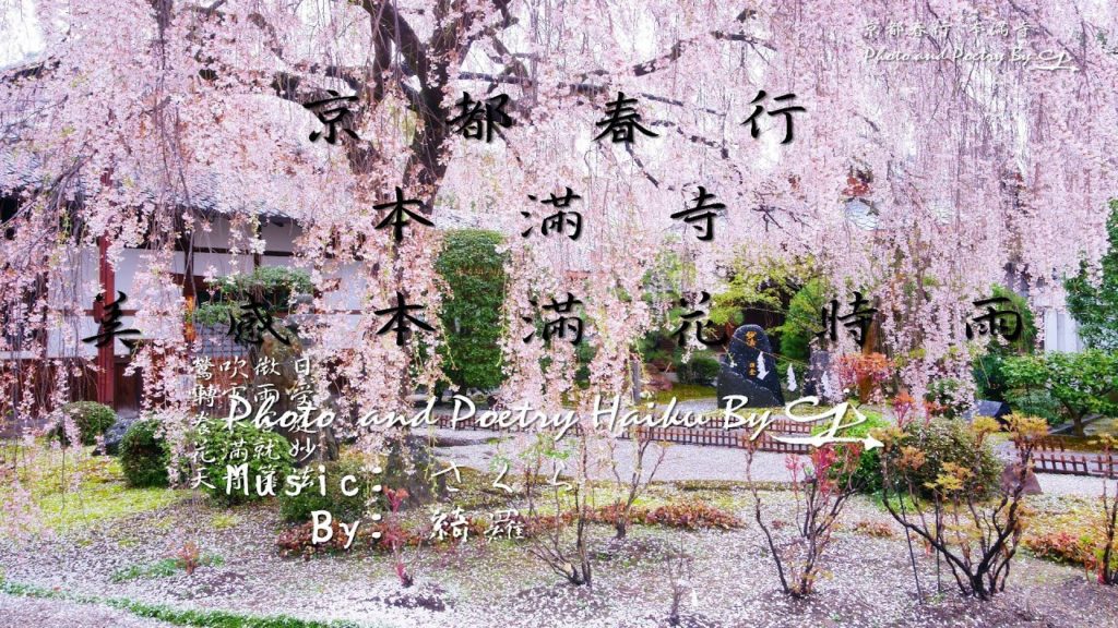 [4K]京都春行桜色の本満寺(美感本滿花時雨)Spring Travel in Japan with Cherry Blossoms in Honmanji Temple.