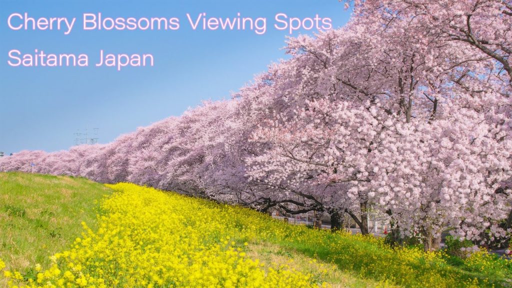 埼玉県の桜名所 元荒川の桜並木・熊谷桜堤の風景 Beautful Cherry blossoms viewing spots in Saitama Japan 埼玉県の桜名所 元荒川の桜並木・熊谷桜堤の風景 Beautful Cherry blossoms viewing spots in Saitama Japan
