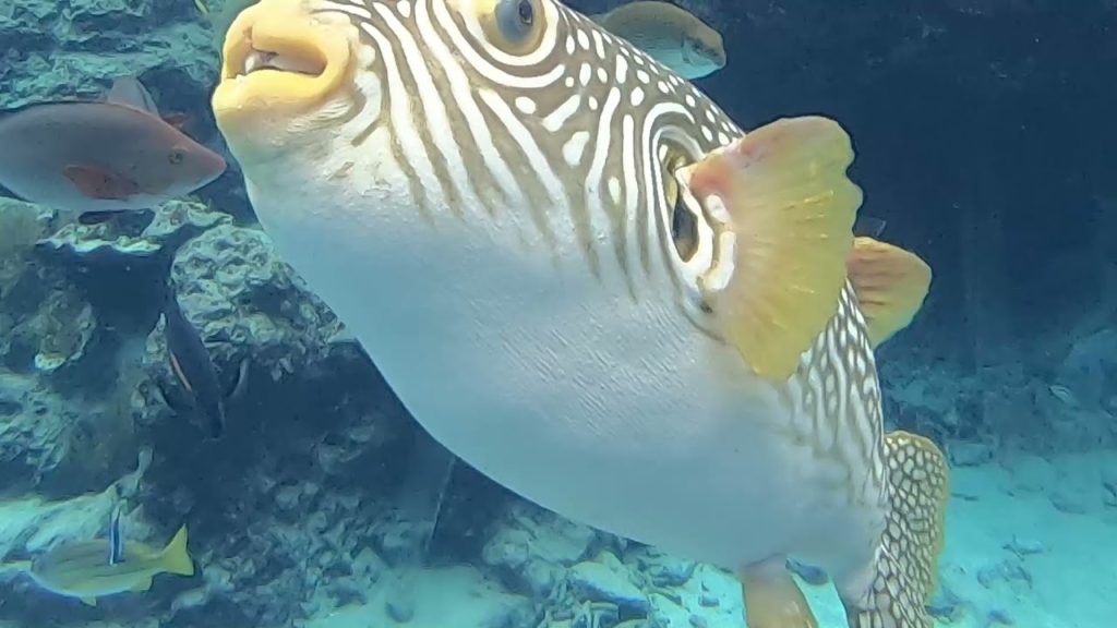 Japan, Okinawa – Churaumi Aquarium