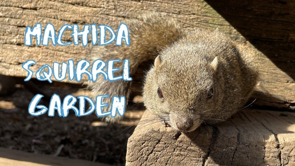 [Vlog] Machida Squirrel Garden | Tokyo Sightseeing, Japan