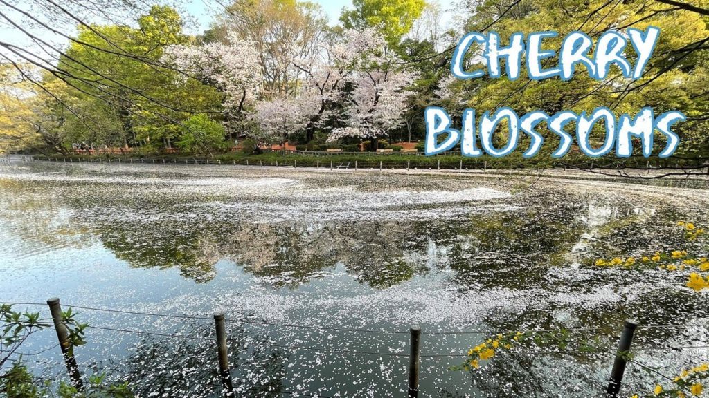 [Vlog] Cycling in Inokashira Park with Cherry Blossoms | Tokyo Sightseeing, Japan