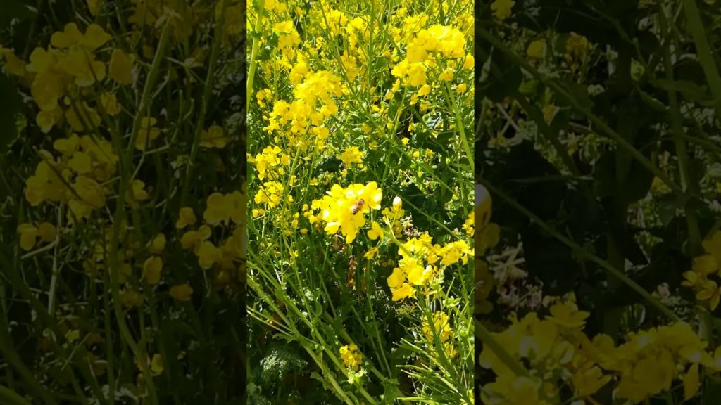 #shorts 海が見える菜の花畑 Rape field overlooking the sea ロング動画あります