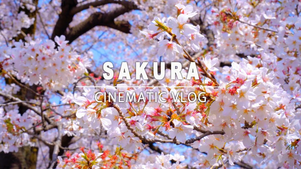 【Cinematic Vlog】桜 春 お花見 埼玉県大宮公園 | Cherry Blossom Sakura Spring Japan