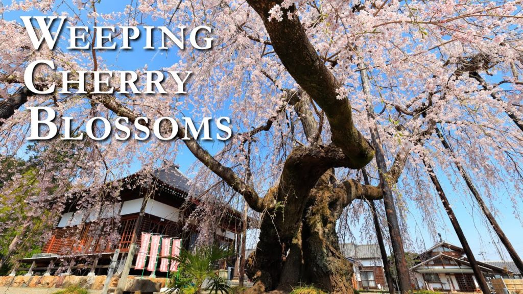 Weeping Cherry Blossoms in Full Bloom【JAPAN】