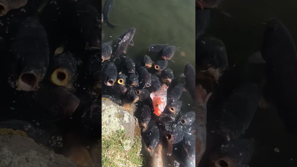 Very hungry Koi fish in Aomori.