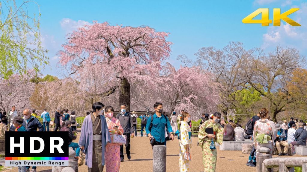 【4K HDR】Kyoto Cherry Blossoms 2021 – Maruyama Park – Japan Sakura 【4K HDR】Kyoto Cherry Blossoms 2021 - Maruyama Park - Japan Sakura