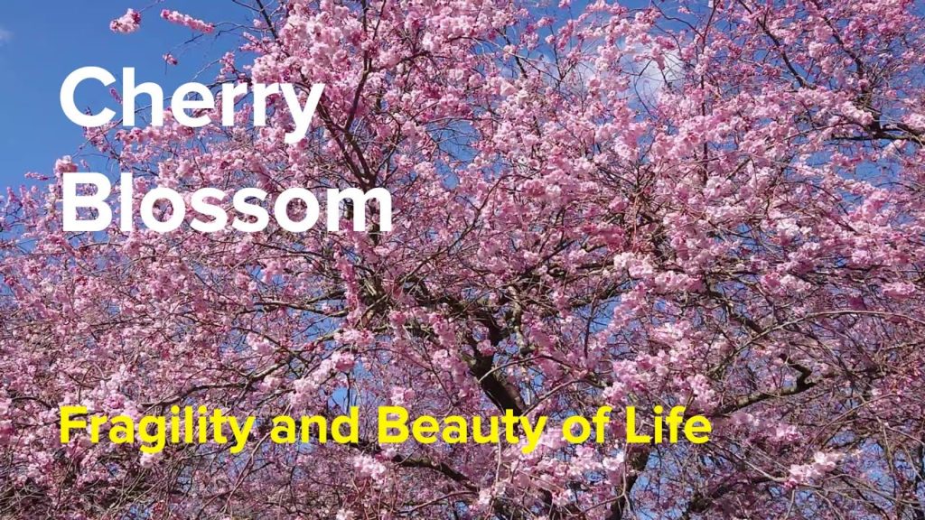 IS IT REALLY THAT AMAZING | DISCOVER THE BEAUTY OF CHERRY BLOSSOM | #cherryblossomlover IS IT REALLY THAT AMAZING | DISCOVER THE BEAUTY OF CHERRY BLOSSOM | #cherryblossomlover
