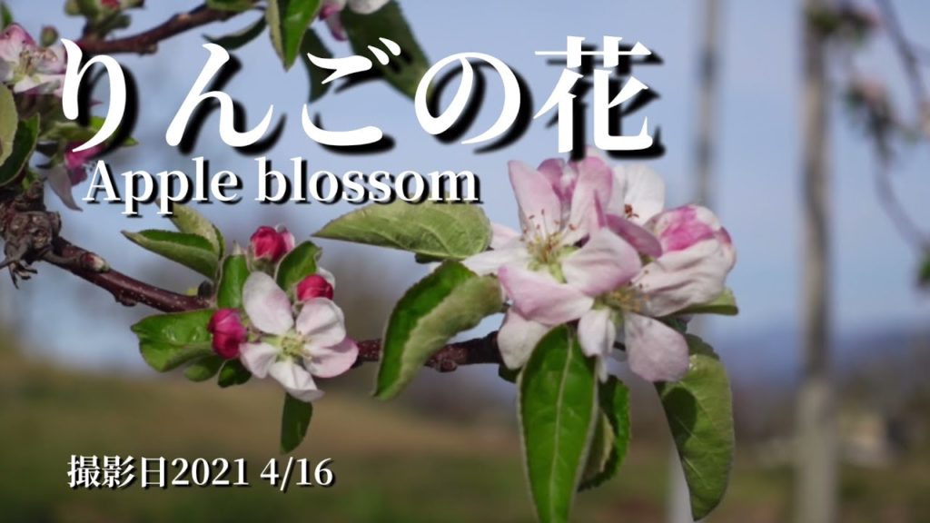 りんごの花　まもなく開花します　Apple blossom Will bloom soon