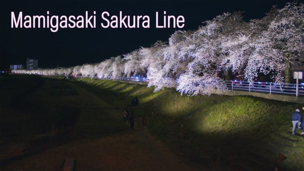 【山形の桜名所】馬見ヶ崎さくらラインの桜並木と夜桜ライトアップ Mamigasaki Sakura Line Light Up | Yamagata Japan 【山形の桜名所】馬見ヶ崎さくらラインの桜並木と夜桜ライトアップ Mamigasaki Sakura Line Light Up | Yamagata Japan