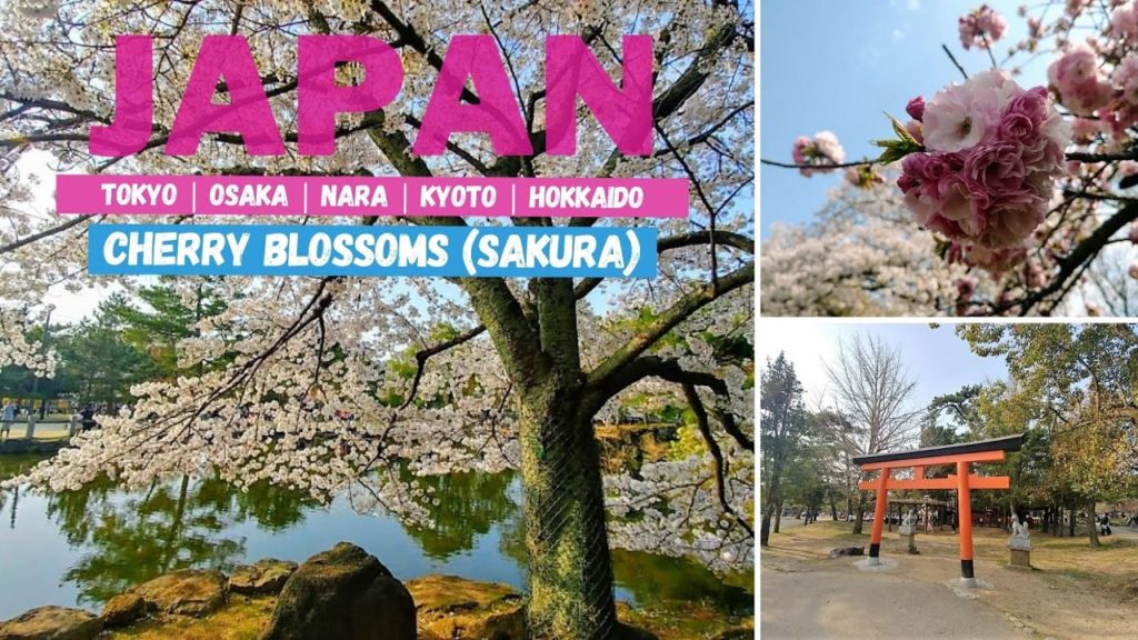 Hanami Trip to Japan before COVID19 Pandemic Hanami Trip to Japan before COVID19 Pandemic