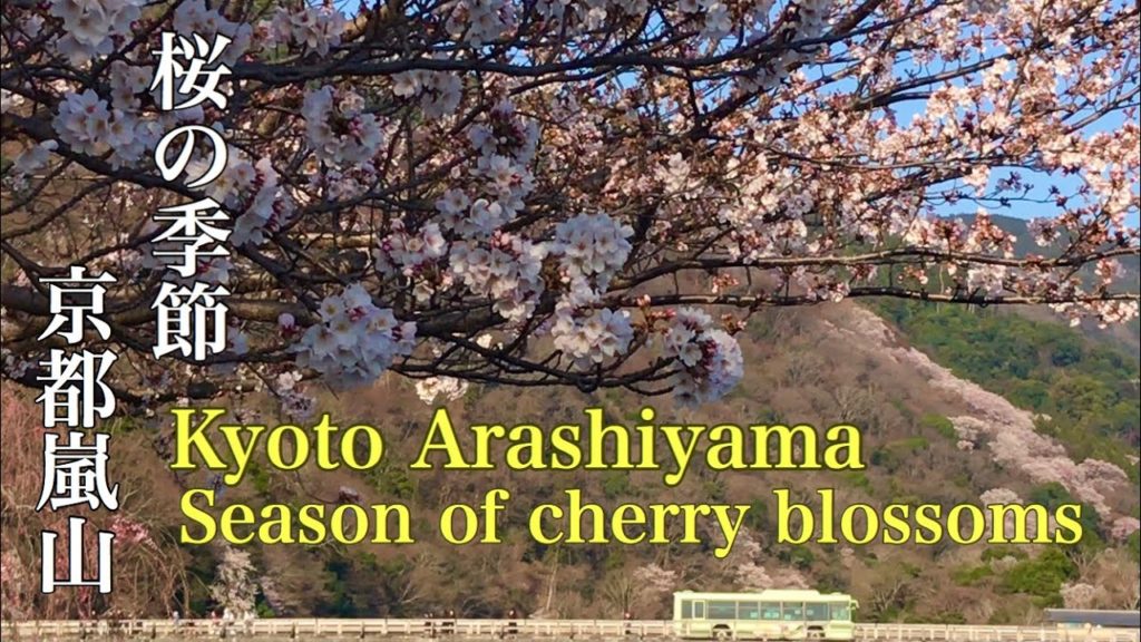 2021年3月24日(水)桜の季節の京都嵐山🌸 Kyoto Arashiyama in the cherry blossom season