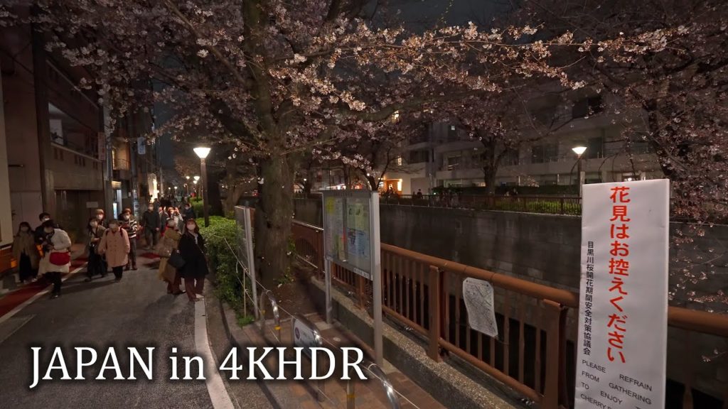 Sakura blooming in the night in Tokyo Meguro ・4K HDR