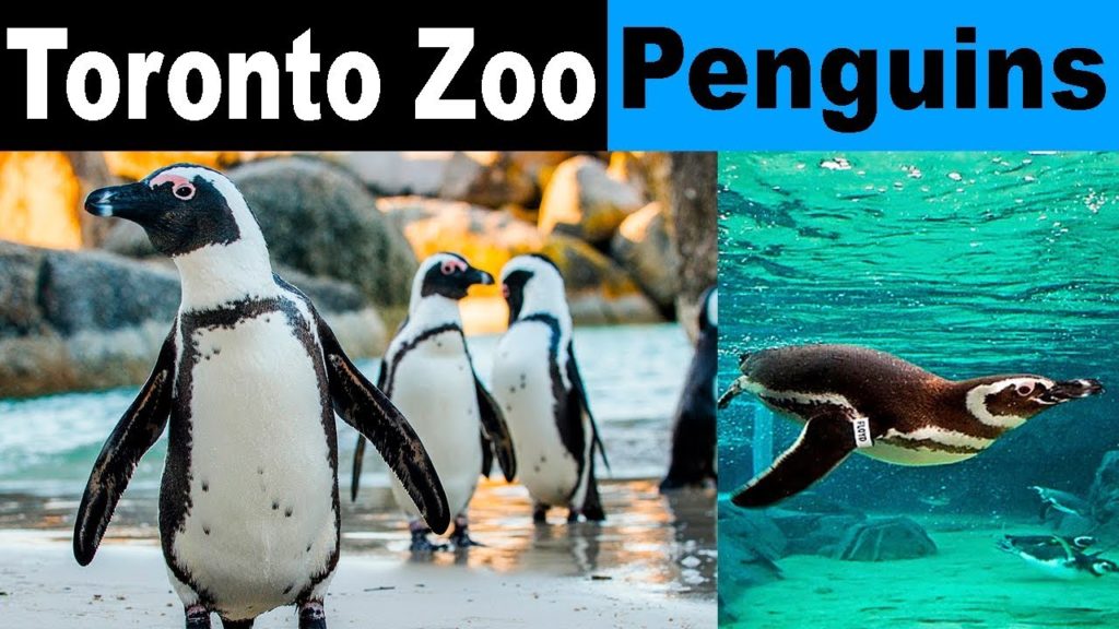 African Penguins at Toronto Zoo, Ontario, Canada | Tourist Places Attractions Destinations