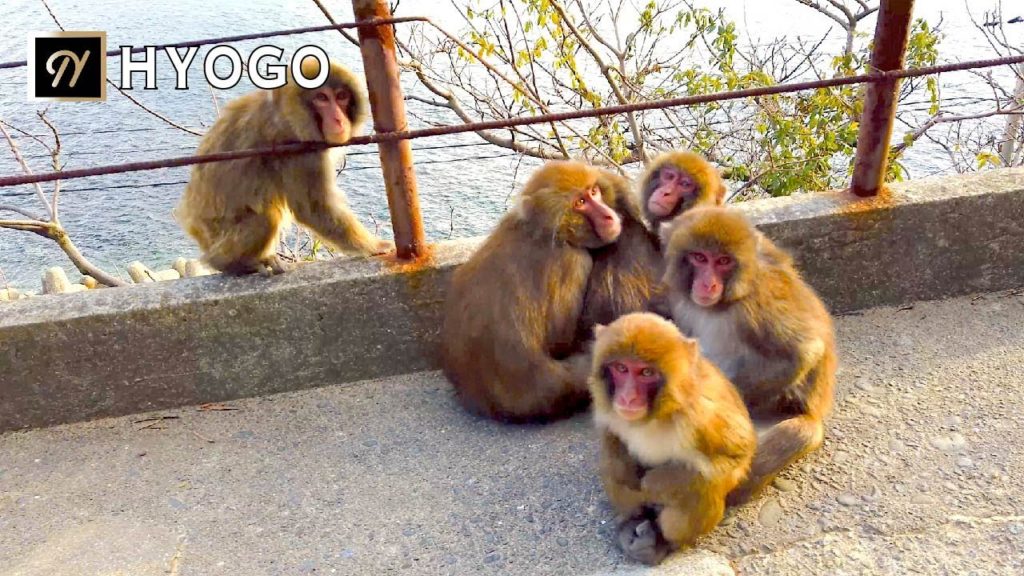 【HYOGO】Awaji Island Monkey Center Walking Tour 淡路島・モンキーパークを歩いてみた 아와지시마【4K】 【HYOGO】Awaji Island Monkey Center Walking Tour 淡路島・モンキーパークを歩いてみた 아와지시마【4K】
