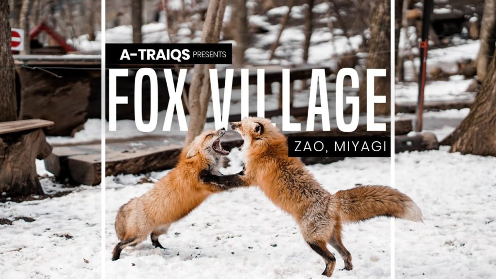 SECRETS of the Fox Village REVEALED! Are they safe here? SECRETS of the Fox Village REVEALED! Are they safe here?