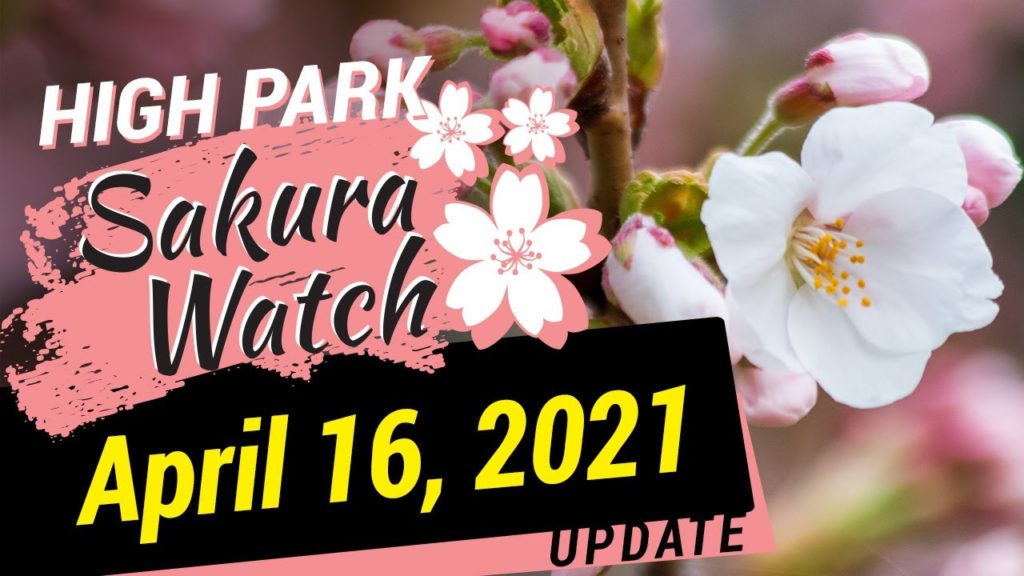 Sakura Watch April 16, 2021 – Episode 06 – Cold returns and slows down the bloom with only 1% open Sakura Watch April 16, 2021 - Episode 06 - Cold returns and slows down the bloom with only 1% open
