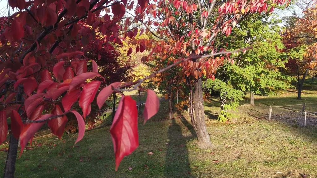 Walking Sapporo, Hokkaido  —  Asahiyama Memorial Park   旭山記念公園　秋