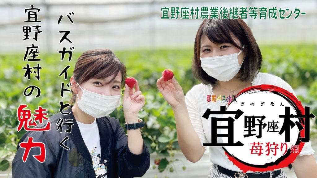 バスガイドと行く宜野座村の魅力！Part２【音量注意！たまに叫びます？】　苺（いちご）狩り編・真の食いしん坊決定戦！？　/　ginoza strawberry picking