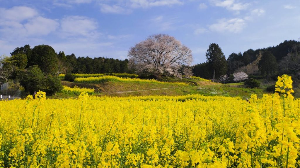 [4K] 菜の花と一本桜の絶景：馬場の山桜 Mountain Cherry Blossoms in Baba