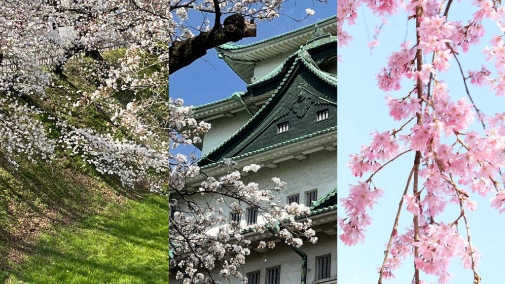 I shot the cherry blossoms in Nagoya Castle with Gopro HERO8 and FUJIFILM X-T20. 名古屋城 桜 花見 金シャチ XT20