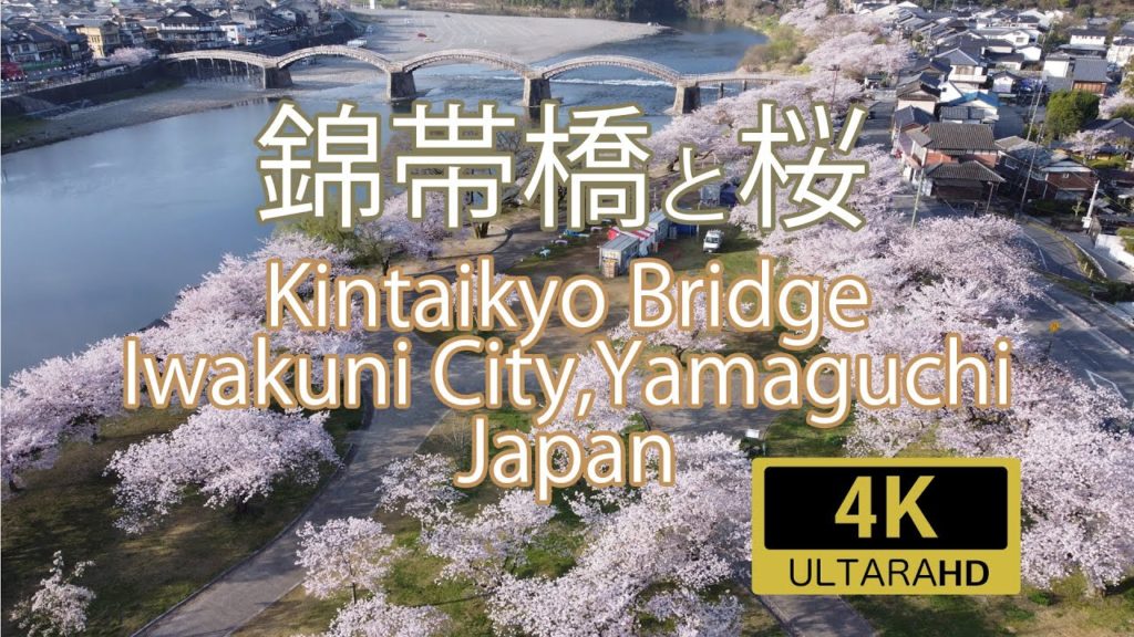錦帯橋と桜 Kintaikyo Bridge and Cherry Blossom,Iwakuni City,Yamaguchi,Japan 錦帯橋と桜 Kintaikyo Bridge and Cherry Blossom,Iwakuni City,Yamaguchi,Japan