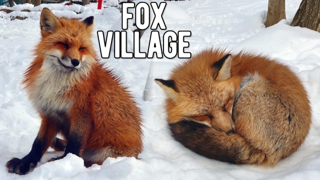 Miyagi's Zao Fox Village in Winter Snow & Shiroishi Castle | Japan Cheap Eats & Travel