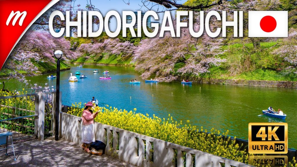 [4K] Tokyo Cherry Blossoms 2021 | Chidorigafuchi Park