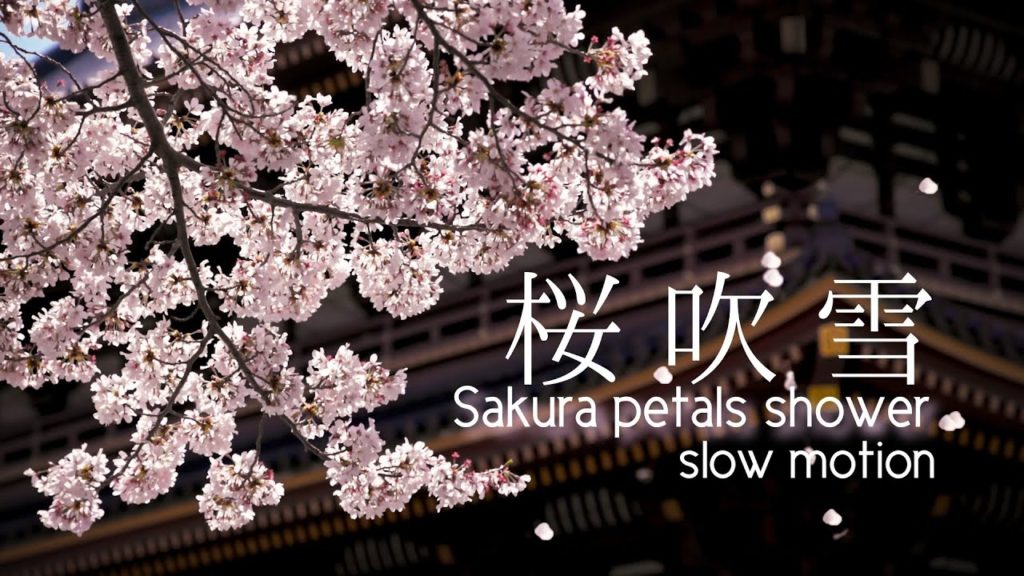 桜吹雪 Tokyo 2021 / Sakura Petals shower 桜吹雪 Tokyo 2021 / Sakura Petals shower