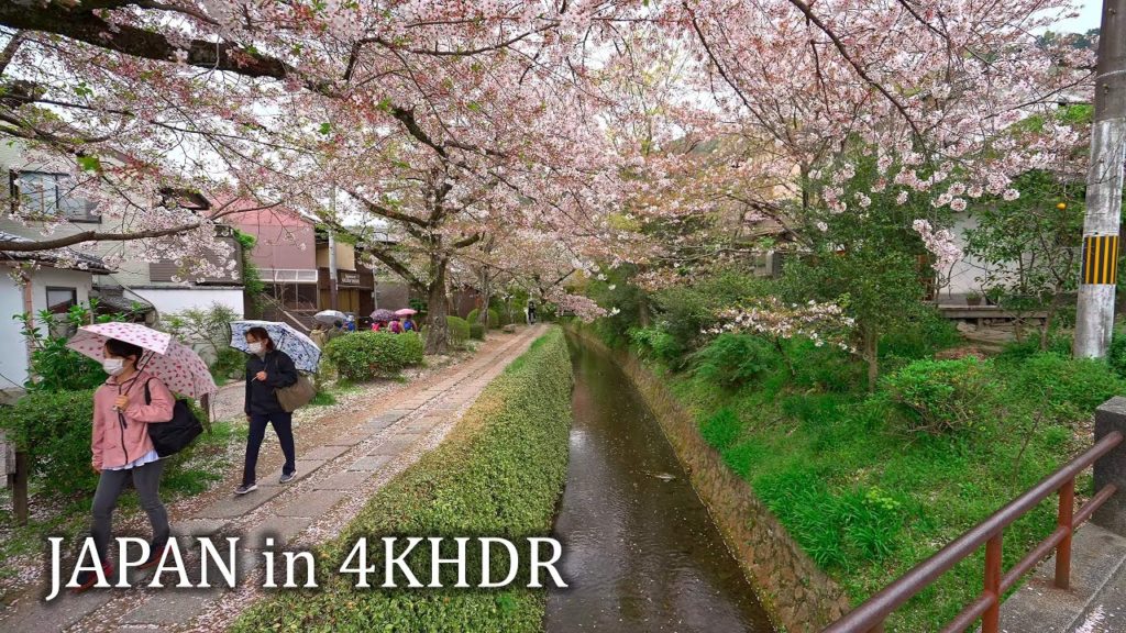 【4K HDR】Kyoto Philosopher's path with sakura 【4K HDR】Kyoto Philosopher's path with sakura