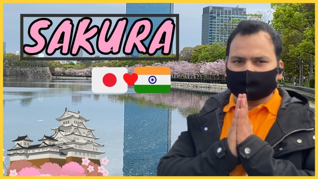 Sakura season in japan || Abhi Aya || Indian in japan ||