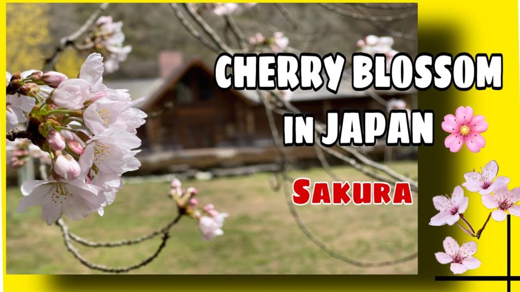 AMAZING CHERRY BLOSSOMS IN 🇯🇵FUKUSHIMA JAPAN/ SAKURA / SPRING SEASON AMAZING CHERRY BLOSSOMS IN 🇯🇵FUKUSHIMA JAPAN/ SAKURA / SPRING SEASON