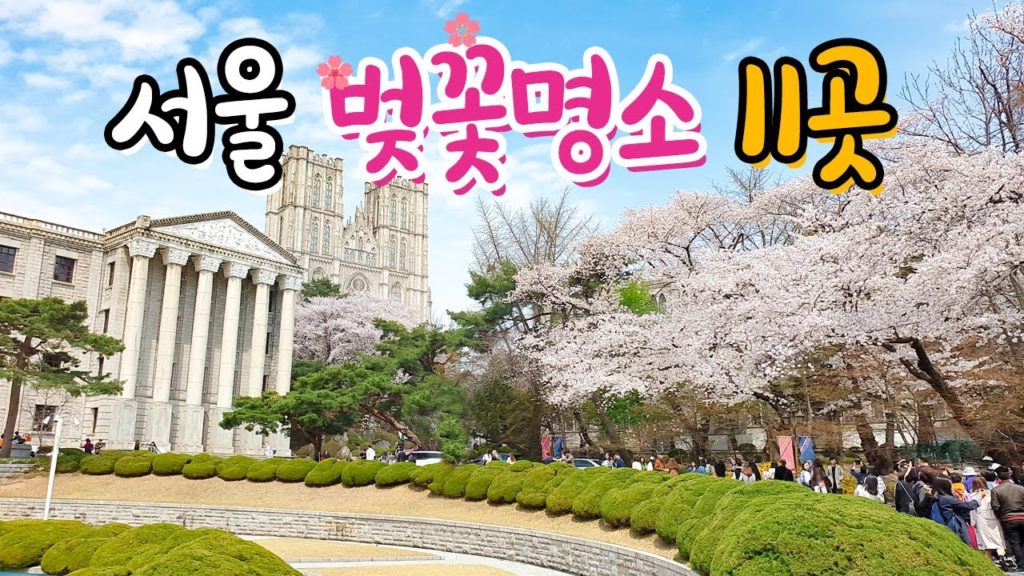 미리보는 서울벚꽃명소 11곳 가볼만한곳 소개해요 2탄🌸 | Seoul Travel Cherry Blossom Path Spots