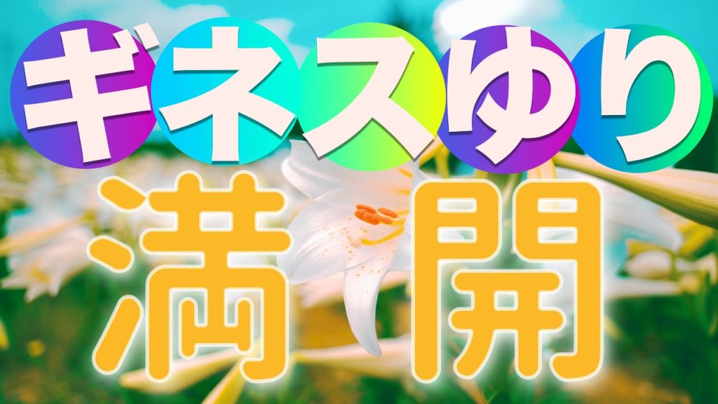 【沖永良部島 観光】　笠石ゆり園　4/18　満開！