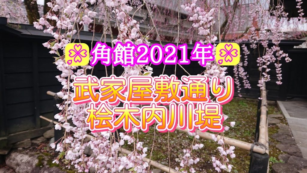秋田県仙北市【角館の桜】満開の桜 武家屋敷通りと桧木内川堤 #cherryblossoms #桜 秋田県仙北市【角館の桜】満開の桜 武家屋敷通りと桧木内川堤 #cherryblossoms #桜